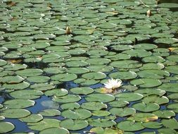 white flower and green water lily leaves in a pond