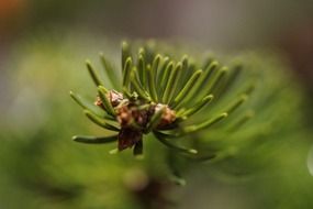 fir branch with green needles