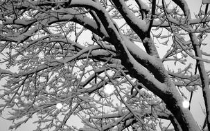 Beautiful tree branches in snow at cloudy sky background