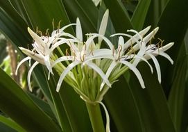 flower plant crinum