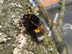 furry bumble bee on the tree