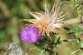 thistle with flower and dry inflorescence