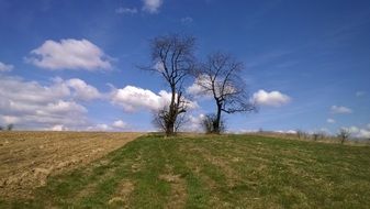 bare trees in field, landscape