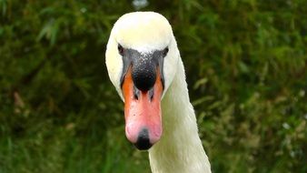 Swan head close up