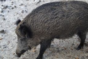 photo of wild boar in the forest