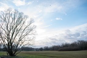 sun sky blue bared tree clouds nature