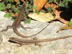 sun lizards on stone