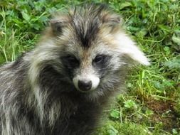 raccoon dog in the forest