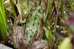 green frog in green grass