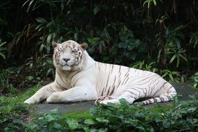 majestic white tiger