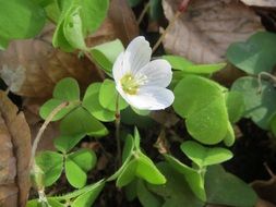 small oxalis acetosella flower closeup