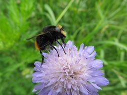 insect on a fluffy purple color