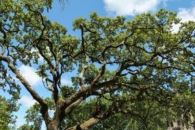 large deciduous tree in the sun