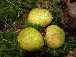 green mushrooms in the forest