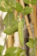 green pea pod on a plant