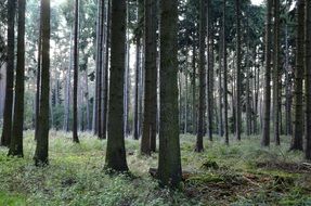 landscape of forest of coniferous trees