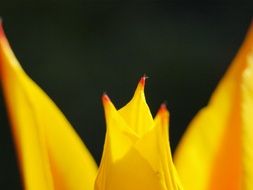 Macro photo of the blooming yellow tulip
