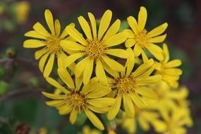 Picture of the yellow wildflowers