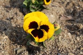 yellow violet growing in the garden