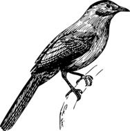 perched songbird drawing