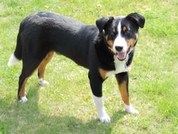 appenzell mountain dog