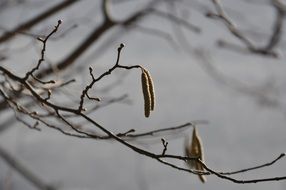 Frozen hazel inflorescence in the forest