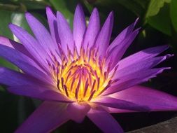 purple flower in the glare of light