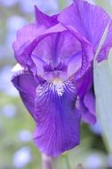 iris flower blossom close-up