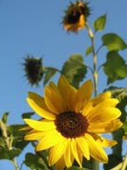 beautiful sunflower and blue sky closeup