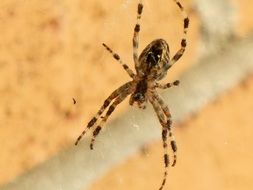 spotted spider on wall background