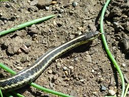 gorgeous snake animal