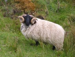 black headed wtite ram on meadow, ireland