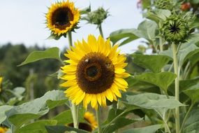 sunflowers in the cottage garden