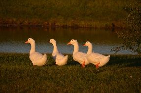 four white ducks on the shore of the pond