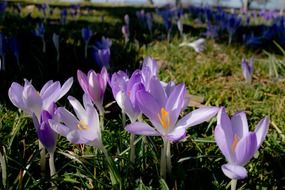 crocus blossom in the meadow