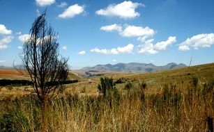 autumn tree in a dry field