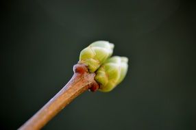 Green bud plant nature spring close