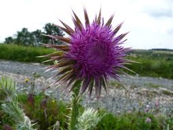 photo of a large purple thistle bud