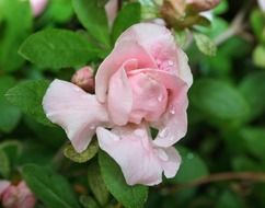 pink azalea flower on a bush on a blurred background