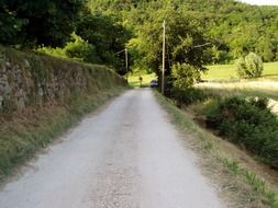 road via trees