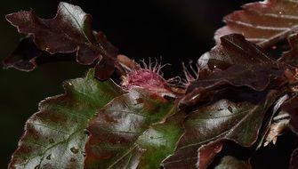fagus tree fruits and leaves