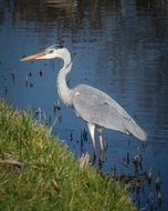 grey heron stands in water at bank