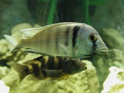 two striped fish in aquarium