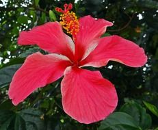 hibiscus india