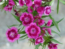 pink carnation is an ornamental plant