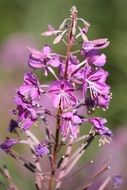 stunning flower alps