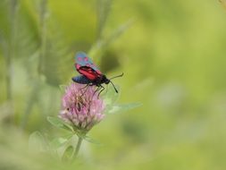 macro view of blood butterfly on a pink flower in summer