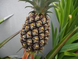 pineapple in the garden close-up