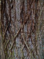 interesting patterned tree bark closeup