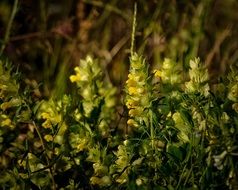 yellow wildflowers in the wild
